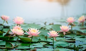 Home. Multiple lotus flowers